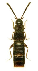 Image result for Isoglossa strigosula