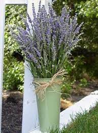 Fresh Lavender Flower Buy Fresh Lavender Flowers Lovely Lavender Lavender Flowers Lavender Bouquet