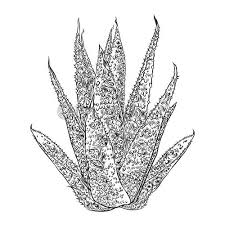 These thorny succulents that complement any environment always have and up to this day remain a wonder to humans as well as animals in the wild. Hand Drawn Agave And Aloe Plant Cactus Family Desert Exotic Stock Vector Crushpixel