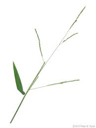 Image result for Leersia