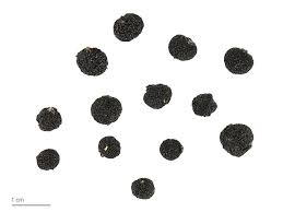 Image result for Rauvolfia vomitoria