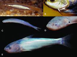 Image result for Vandellia