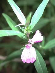 Image result for Xysmalobium heudelotianum