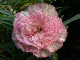 Carnation Carnations Flowers Carnation Flower Carnations Pink Flowers