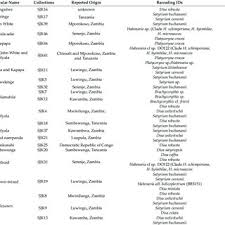 Image result for Satyrium kitimboense