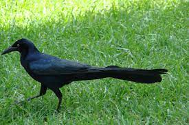 They generally need larger landing places to get the seed. How To Get Rid Of Grackles Arxiusarquitectura