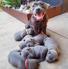 You know how awesome dogs are. 20 Animal Families That Will Make You Want To Hug Your Parents Right Away