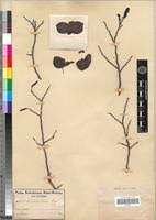 Image result for Monodora grandidieri