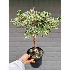 Image result for Ficus triangularis