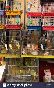 Some of the other stores in town are a little questionable. Pet Shops Near Me That Sell Birds Pet S Gallery