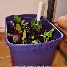 Mexican tarragon (tagetes lucida) is related, but is mainly grown for culinary as well as medicinal uses. Self Watering Planters Diy Demo How They Work Tips For Use