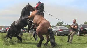 Video cu cai grei, cai frumosi filmati la targul cu cai de la solca, suceava 2 feb. Convenabil Statistici EducaÅ£ie Video Cu Cai Filmarizalau Ro