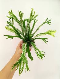 Image result for Asplenium sandersonii