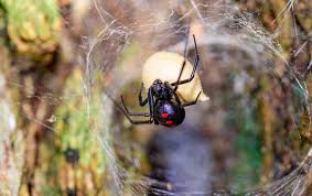 When they catch their prey, they inject it with digestive enzymes and then wait until it has softened and liquefied. Spider Identification Prevention A Guide To Common Spiders