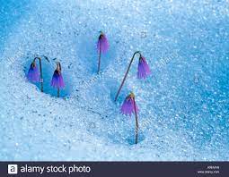 Stock Photo Alpine Snowbell Soldanella Alpina Flowering Plants In Snow Planting Flowers Flowers Plants