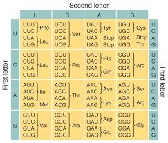 Solved Dna Transcription And Translation Directions 1 T