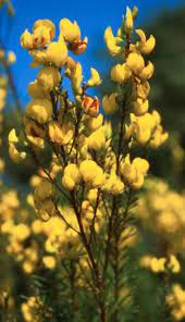 Flowers Of C Genistoides Honeybush Plant Fungus Medicinal Herbs