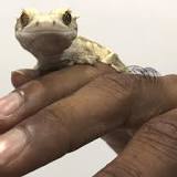 Image result