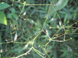 Image result for Galopina