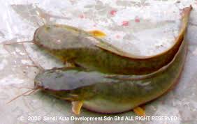 Hai semua, db nak kongsikan resipi sambal ikan keli goreng berlado yang kaw kaw pedas. Pusat Perkembangan Pemasaran Produk Ikan Keli Organik Just Another Wordpress Com Weblog