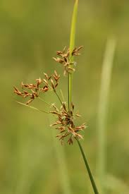 Image result for Fimbristylis complanata