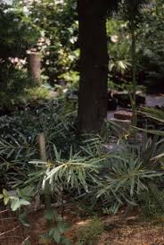 Image result for Antizoma angustifolia