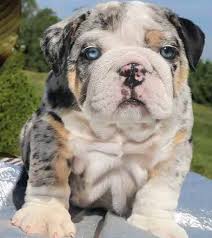 Blue tri, choco tri, lilac tri, and merle english bulldogs. English Bulldog Puppies On Twitter Merle English Bulldog Puppies Male And Females Available Https T Co 6yxgm8qtok Englishbulldog Englishbulldogpuppies Https T Co Vjowfayuqm