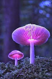 Glowing Lavender Mushrooms Photos Hub Stuffed Mushrooms Plants Magical Mushrooms