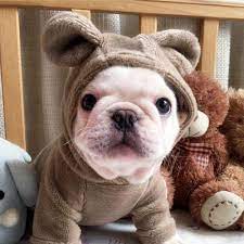 Warm Fluffy Pajamas For Frenchies English Bulldog Puppies Bulldog Puppies French Bulldog Clothes
