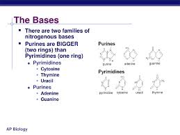 The chemistry of the nitrogenous bases is really the key to the function of dna. Dna Replication Ppt Download