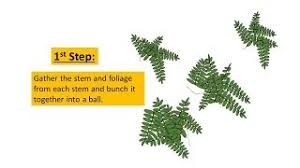 Check spelling or type a new query. How To Kill Crown Vetch 3 Steps Youtube