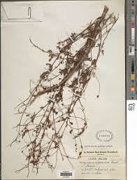 Image result for Aeschynomene abyssinica