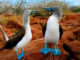 The islands emerged from the bottom of the sea in the form of astonishing volcanic upheavals. Rundreise Ecuador Galapagos Naturparadies Hautnah Hajosiewer De