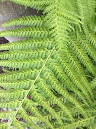 Image result for Microlepia speluncae