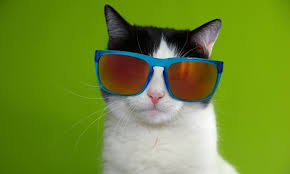 The chantilly/tiffany is a fairly reserved breed, being downright shy around strangers. Which Cat Breed Has The Best Personality