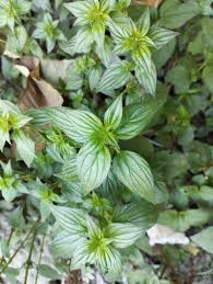 Image result for Pouzolzia parasitica