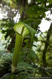 Image result for Arisaema mildbraedii