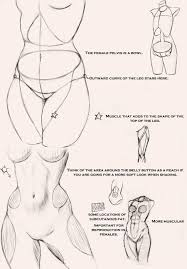 Anatomy stomach drawing human sketch anatomical pylorus body organs draw gray fpnotebook pyloric sketches above muscular piloro el fat valve. 42 Abs Female Anatomy Drawing Ideas Anatomy Drawing Figure Drawing Reference Figure Drawing