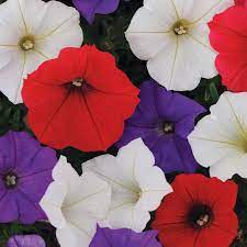 Vibrant & versatile wave petunias! Shock Wave Volt Mix Petunia Seeds From Park Seed