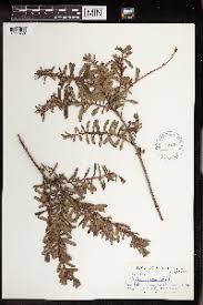 Image result for Clutia paxii