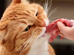 Katzenfutter Selber Kochen Rezepte Mit Fleisch Katzen Futter Katzen Ernahrung Katzenfutter