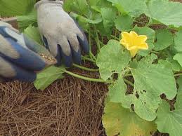 You can also add a single shovelful of good garden loam to the container, along. How To Grow Pumpkins How Tos Diy
