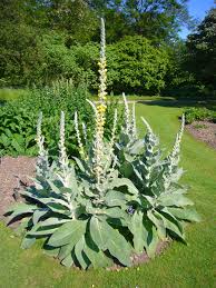 Don T Overlook Mullein Herbal Medicine Medicinal Plants Plants Paper Plants