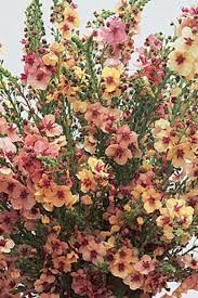 The toad lily is a perennial flower that loves a shady garden. Pin On Shade Perenials