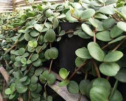 Tanaman hias daun ini menjadi salah satu jenis tanaman daun yang populer dan juga banyak disukai oleh seluruh pecinta tanaman di indonesia. 7 Jenis Tanaman Hias Gantung Ini Layak Dipajang Di Rumah Eksotik Dan Menyejukkan Klik Hijau