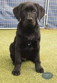 Moses A 3 Month Old Black Labrador Loves To Attend Puppy Daycare Puppies Black Labrador Labrador