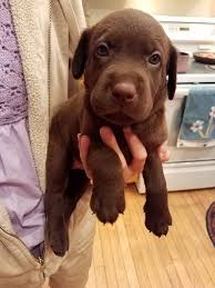 All caseconcepts wood comes from reclaimed barns, mills and farm houses around southern michigan and northern ohio and indiana. Labrador Retriever Puppies For Sale Stockbridge Mi 223426