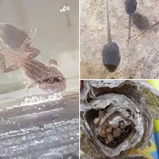 Rumpetroll n ( definite singular rumpetrollet, indefinite plural rumpetroll, definite plural rumpetrolla ) a tadpole. Norlandia Eltonasen Barnehage Natur Studie Pa Vettehaugen Fra Rumpetroll Til Frosk Og Ett Vepsebol Med Sma Vepser I Som Satt I Toppen Av Lavvoen Laoppdagelsenebegynne Facebook