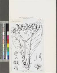 Image result for Anthocleista vogelii