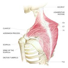 Mar 16, 2020 · it runs from the neck to the upper back. Upper Trapezius The Key To Scapulohumeral Rhythm